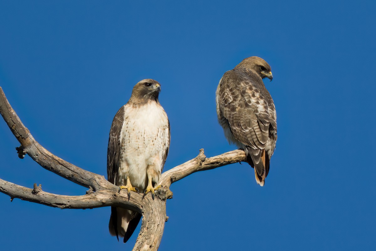 Red-tailed Hawk - ML528198031
