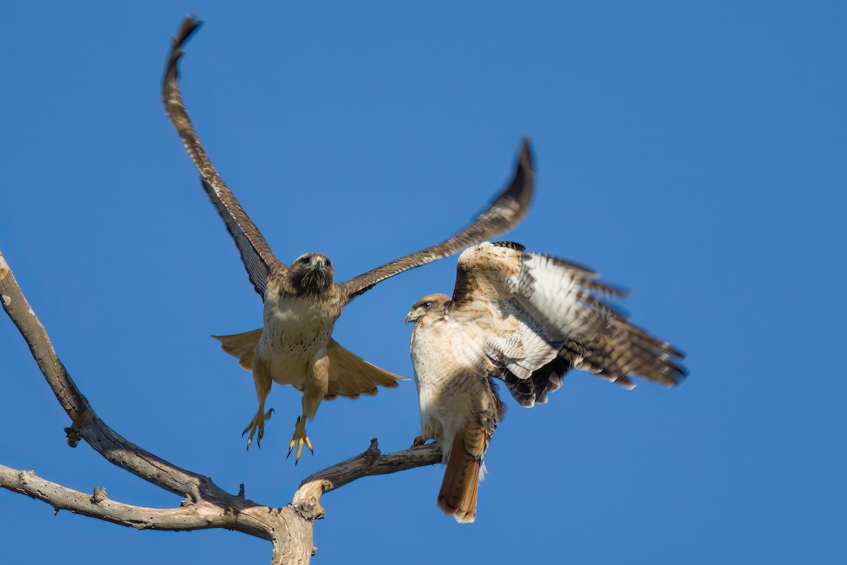 Red-tailed Hawk - ML528198131