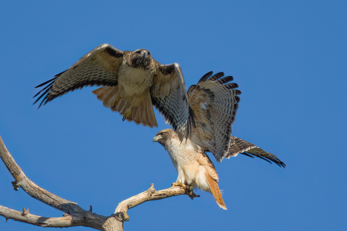 Red-tailed Hawk - ML528198171