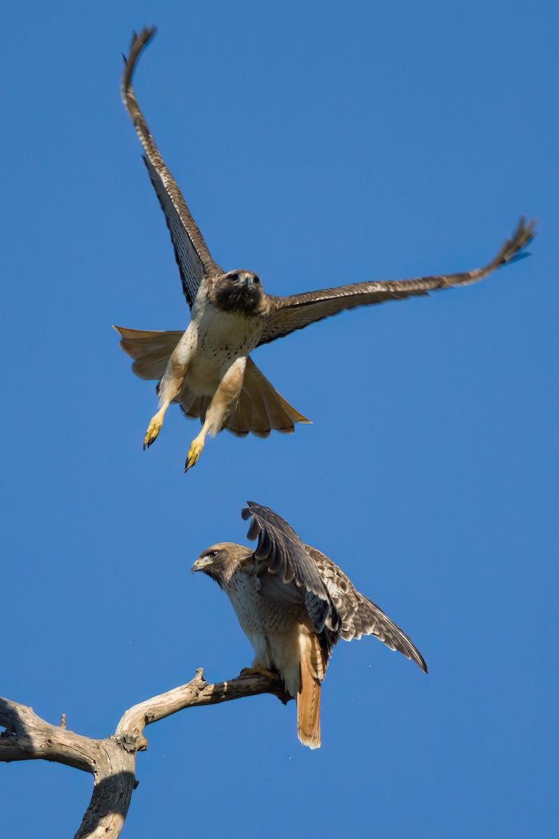 Red-tailed Hawk - ML528198241