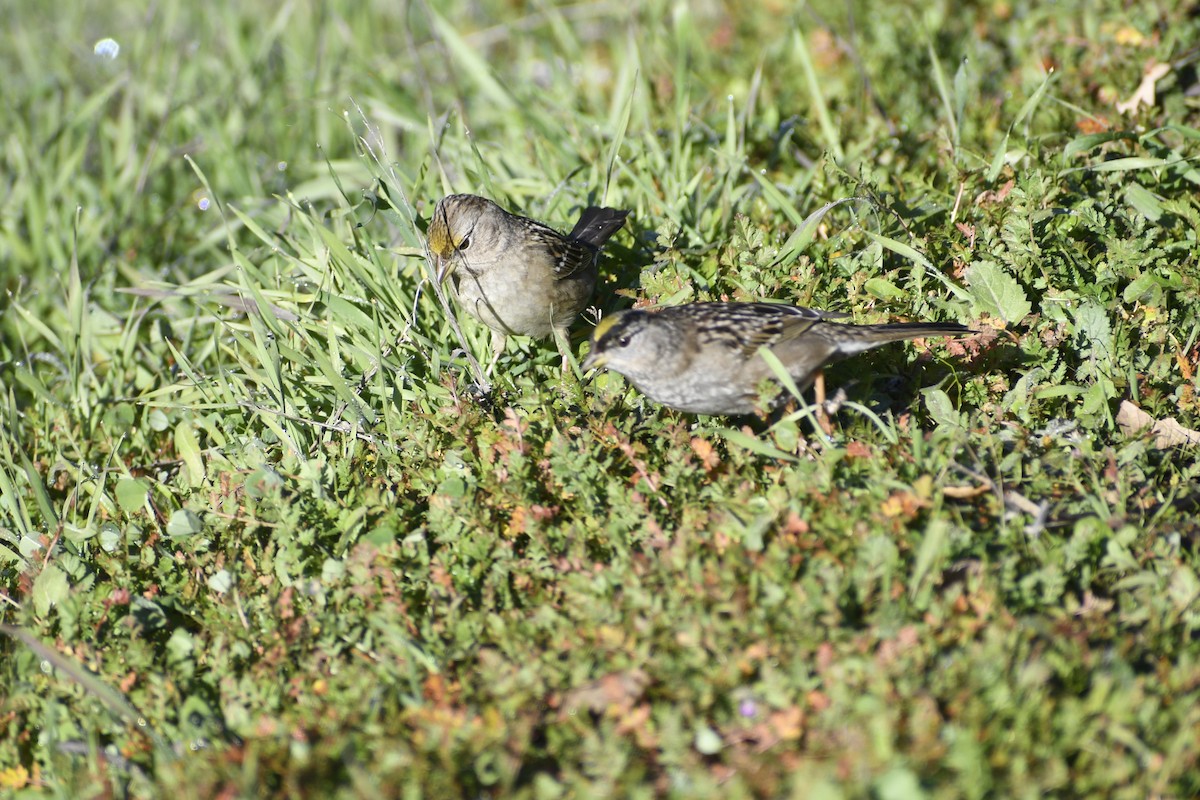 Golden-crowned Sparrow - ML528198831