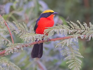  - Yellow-crowned Gonolek