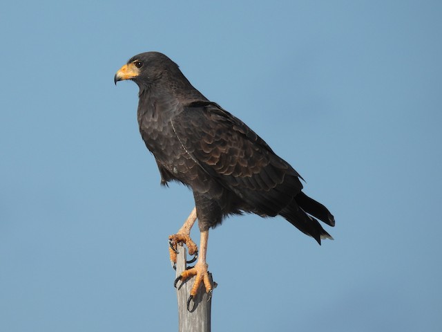 Photos - Cuban Black Hawk - Buteogallus gundlachii - Birds of the World