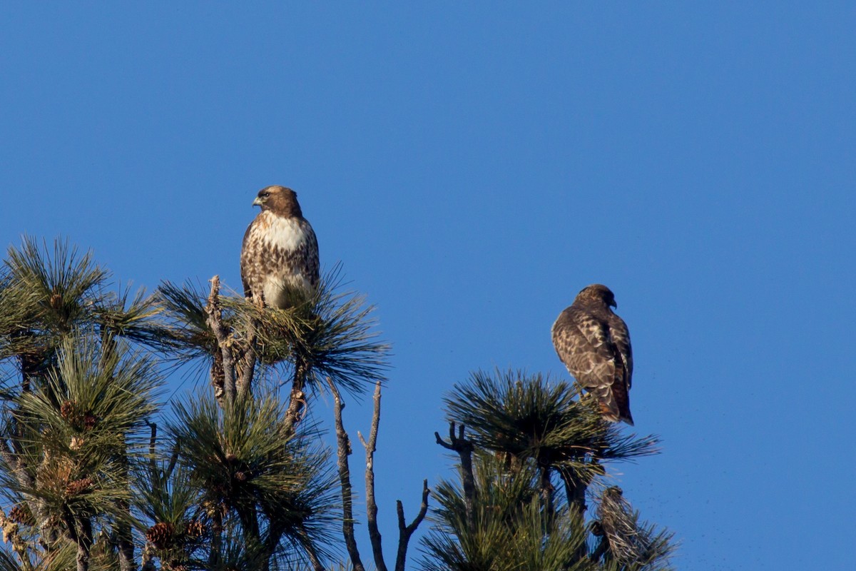 Red-tailed Hawk - ML528200521