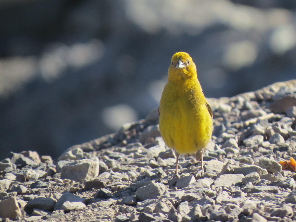 Greater Yellow-Finch - ML528206341