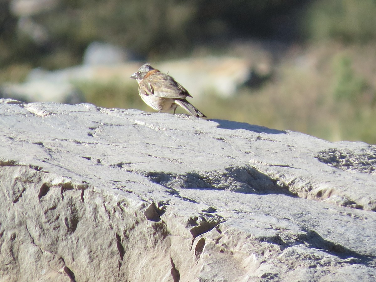 Rufous-collared Sparrow - ML528206961