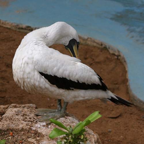 Masked Booby - ML52820791