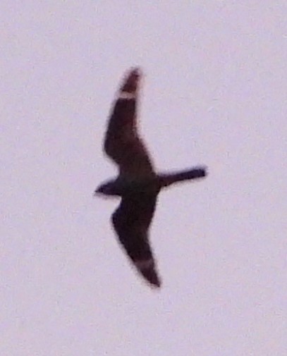 Lesser Nighthawk - Mark Penkower