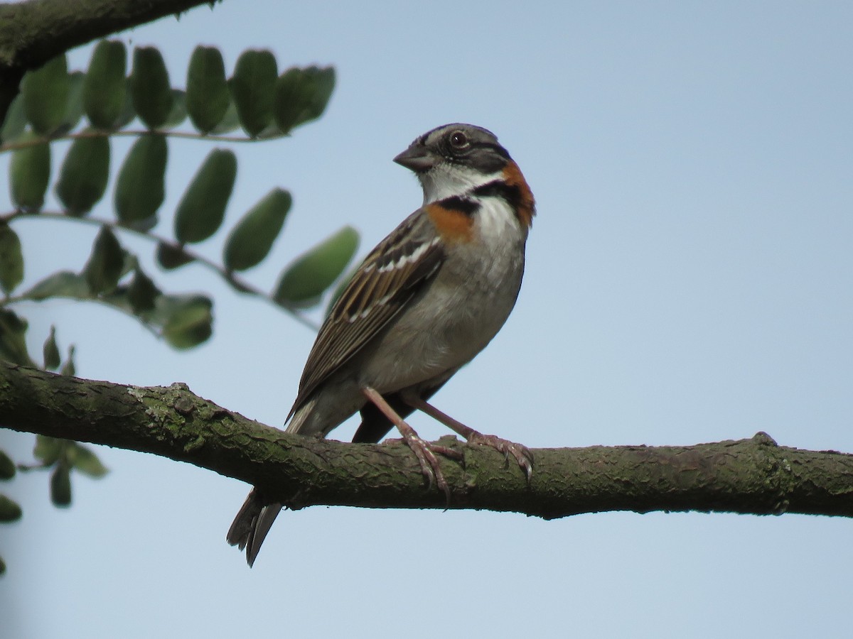 Rufous-collared Sparrow - ML528210731