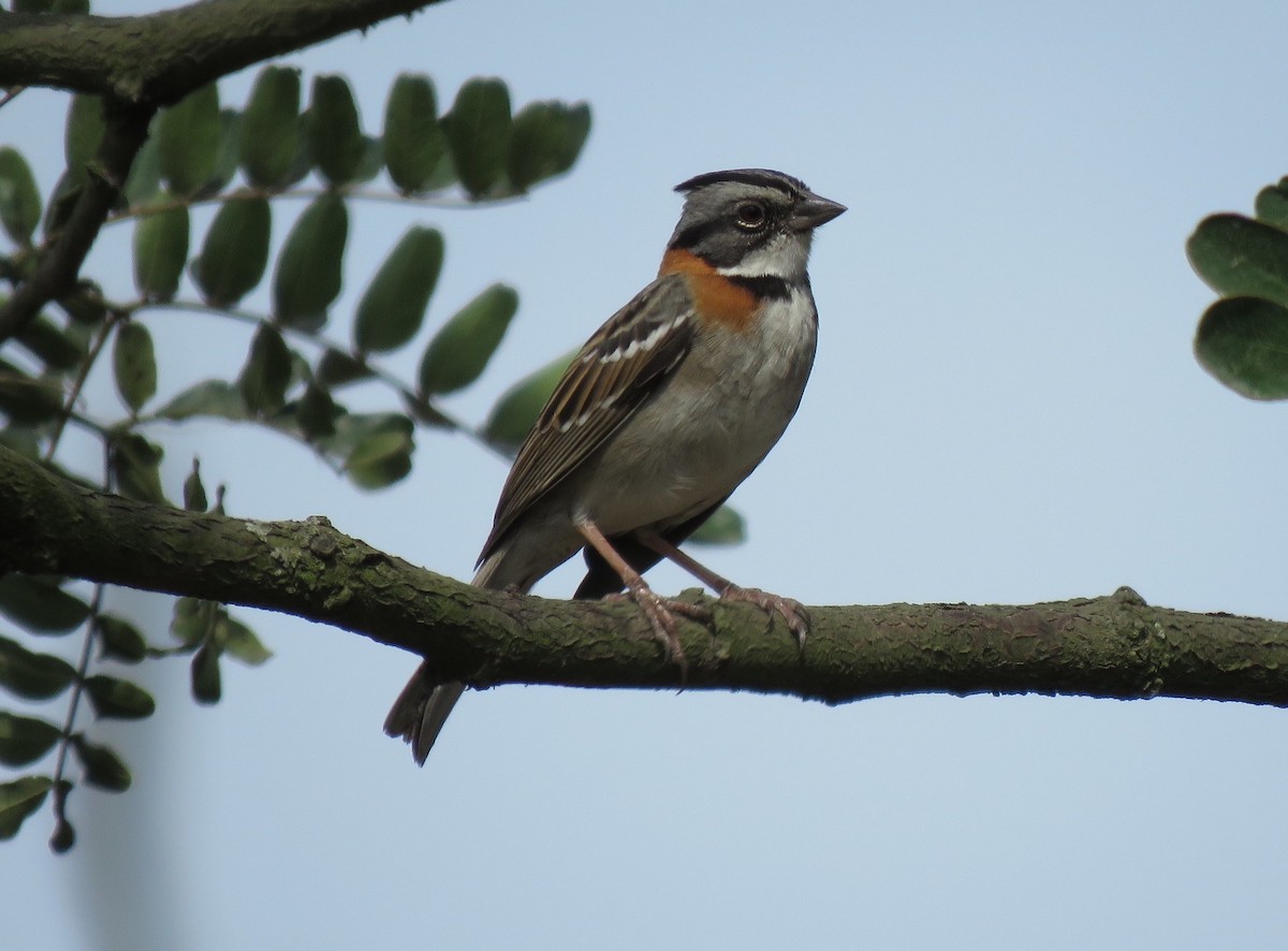 Rufous-collared Sparrow - ML528210751