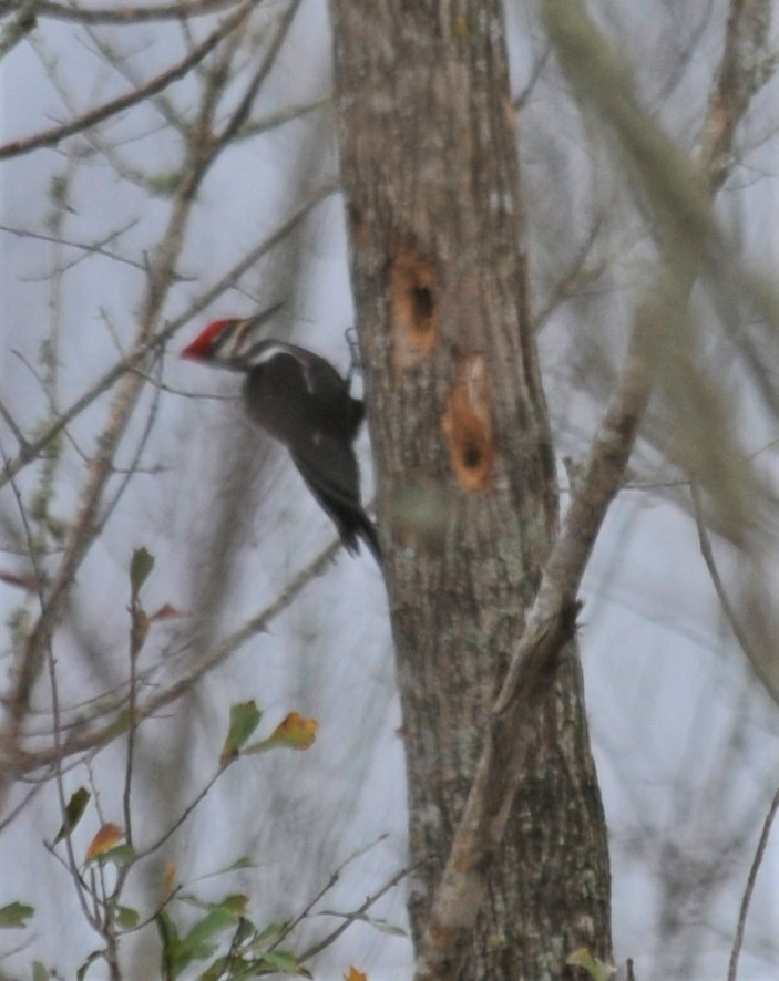 Pileated Woodpecker - Darlene Eschete