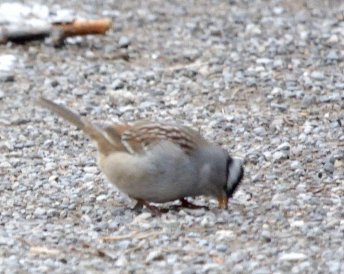 White-crowned Sparrow - ML528213681
