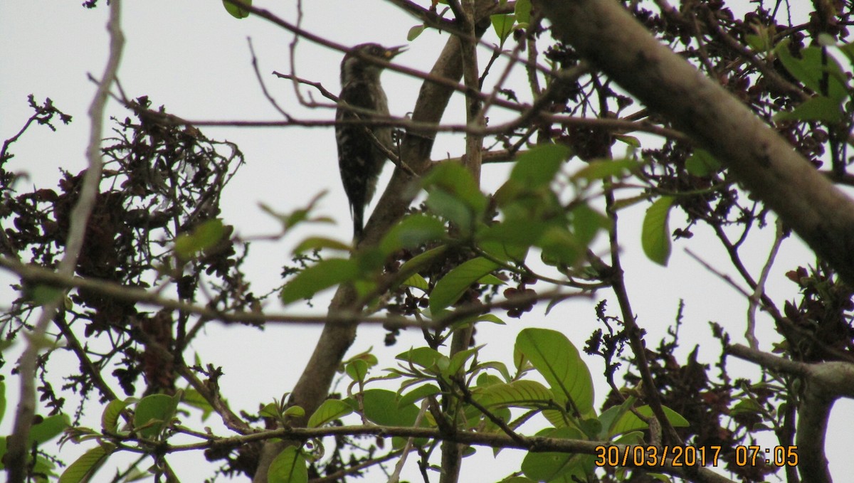 Brown-capped Pygmy Woodpecker - ML52821491