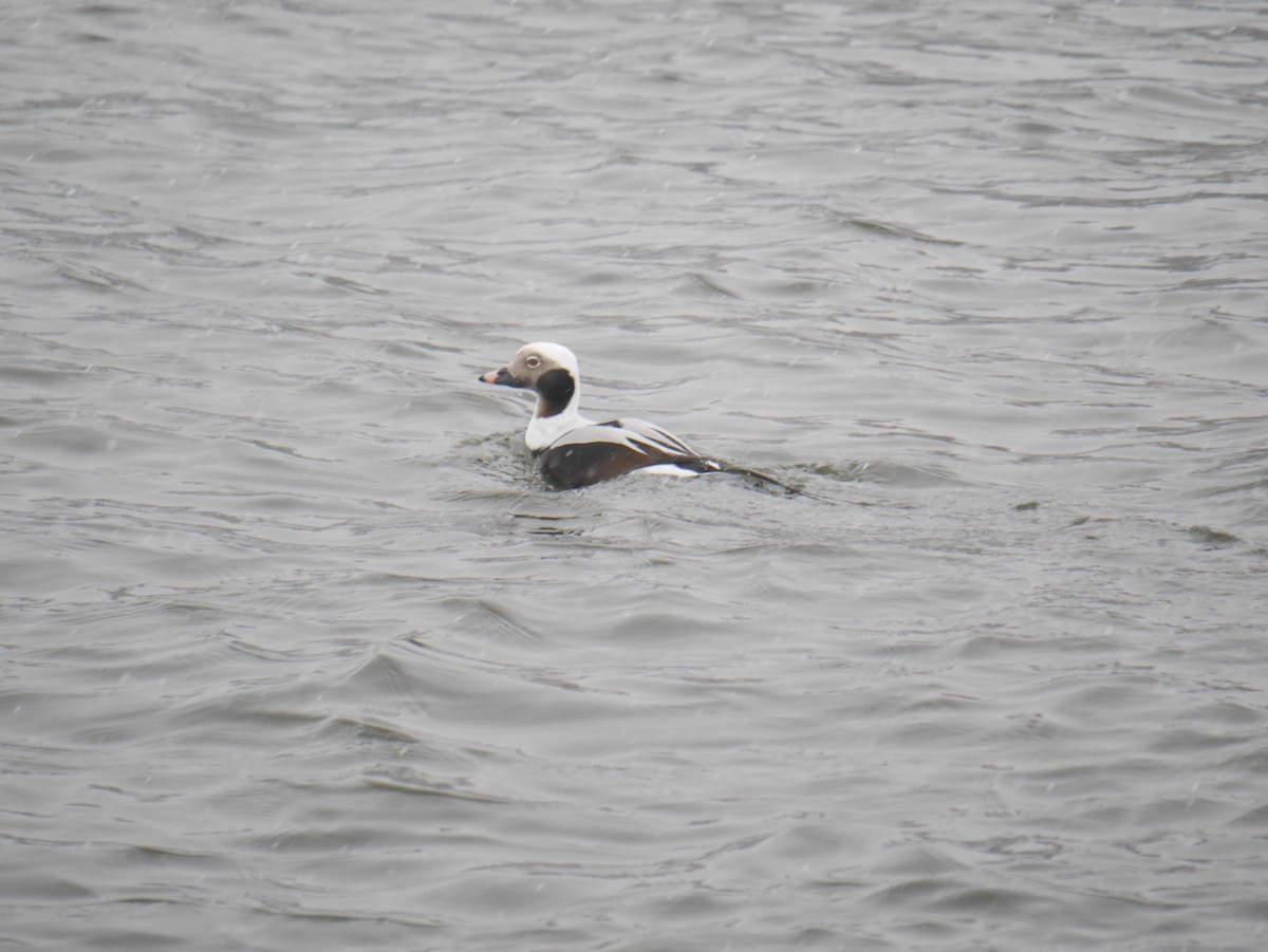 Long-tailed Duck - ML528216961