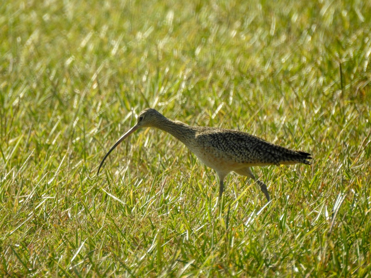 Long-billed Curlew - ML528219351