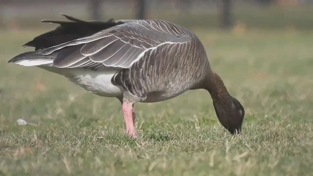Pink-footed Goose - ML528221261