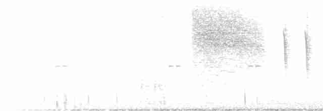 Black-tailed Gnatcatcher - ML528222001