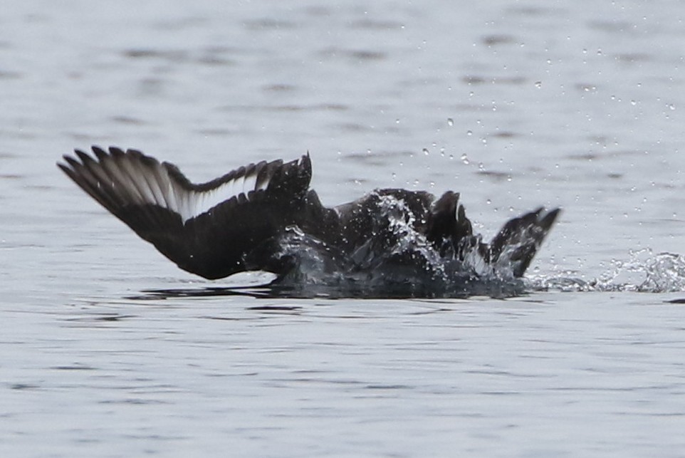 Greater Scaup - ML528222841