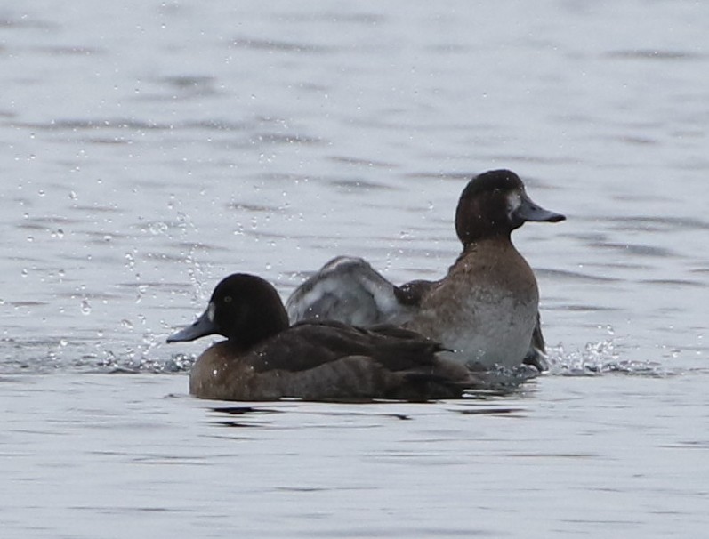 Greater Scaup - ML528222851