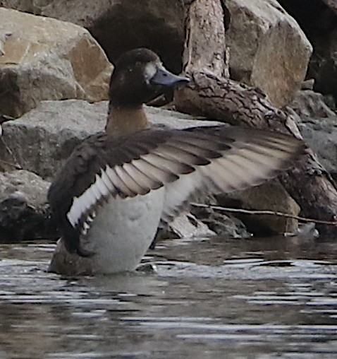 Greater Scaup - ML528222861