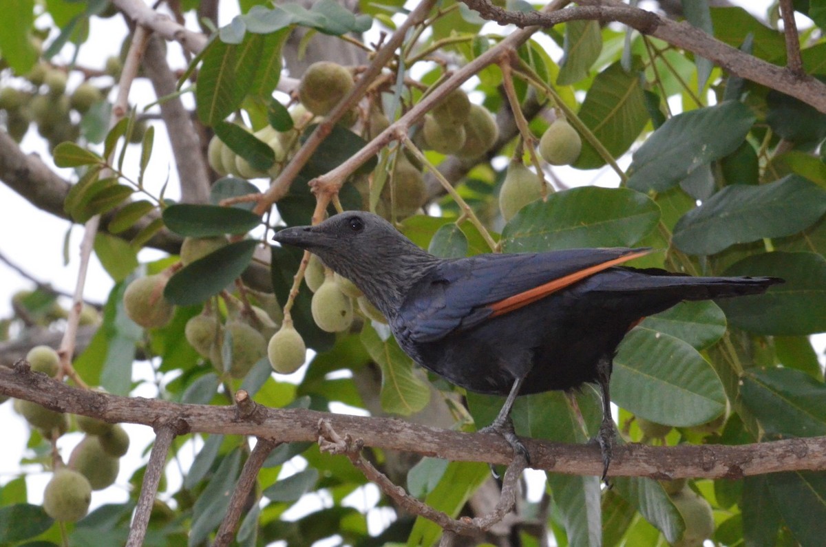 Red-winged Starling - ML52822291