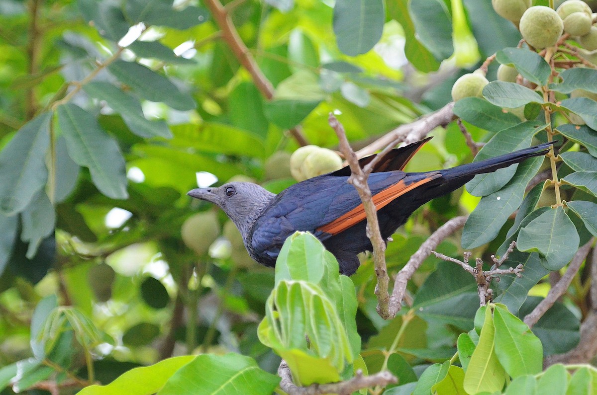Red-winged Starling - ML52822311