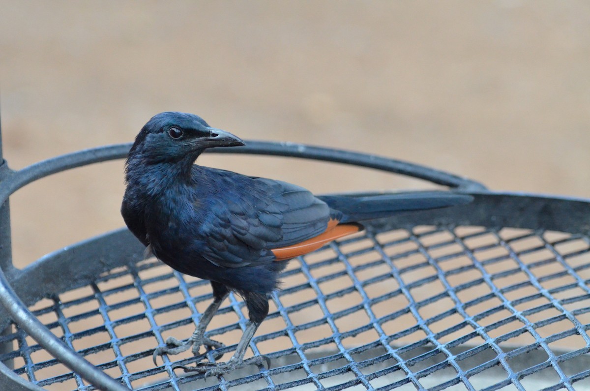 Red-winged Starling - ML52822321