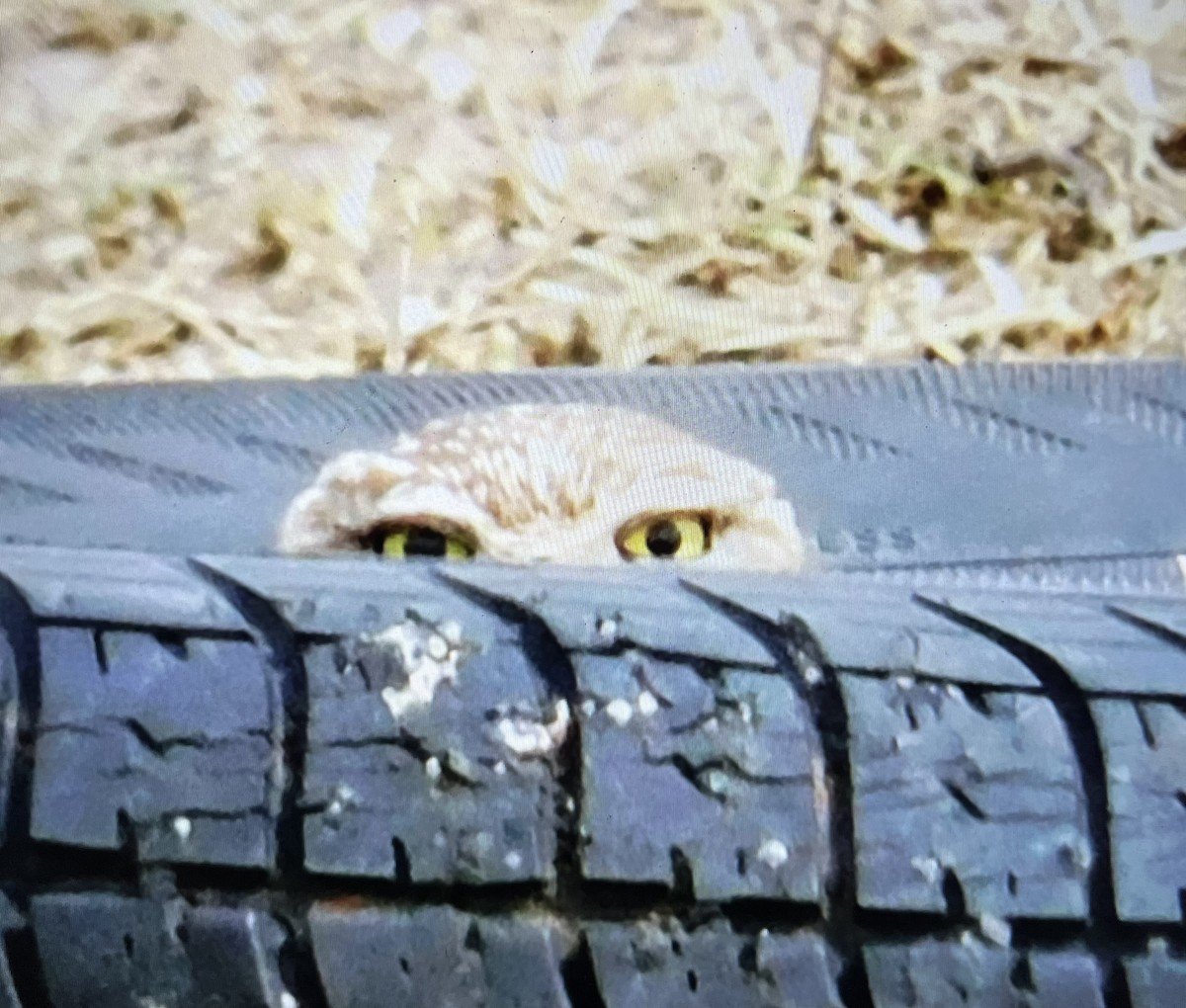 eBird Checklist 25 Jan 2023 Tom Stegal Road, Lake Charles, Louisiana, US (30.096, 93.156