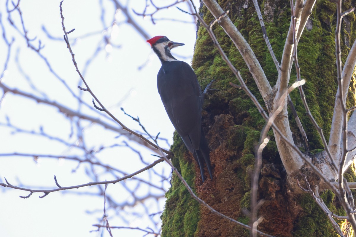 Pileated Woodpecker - ML528225191