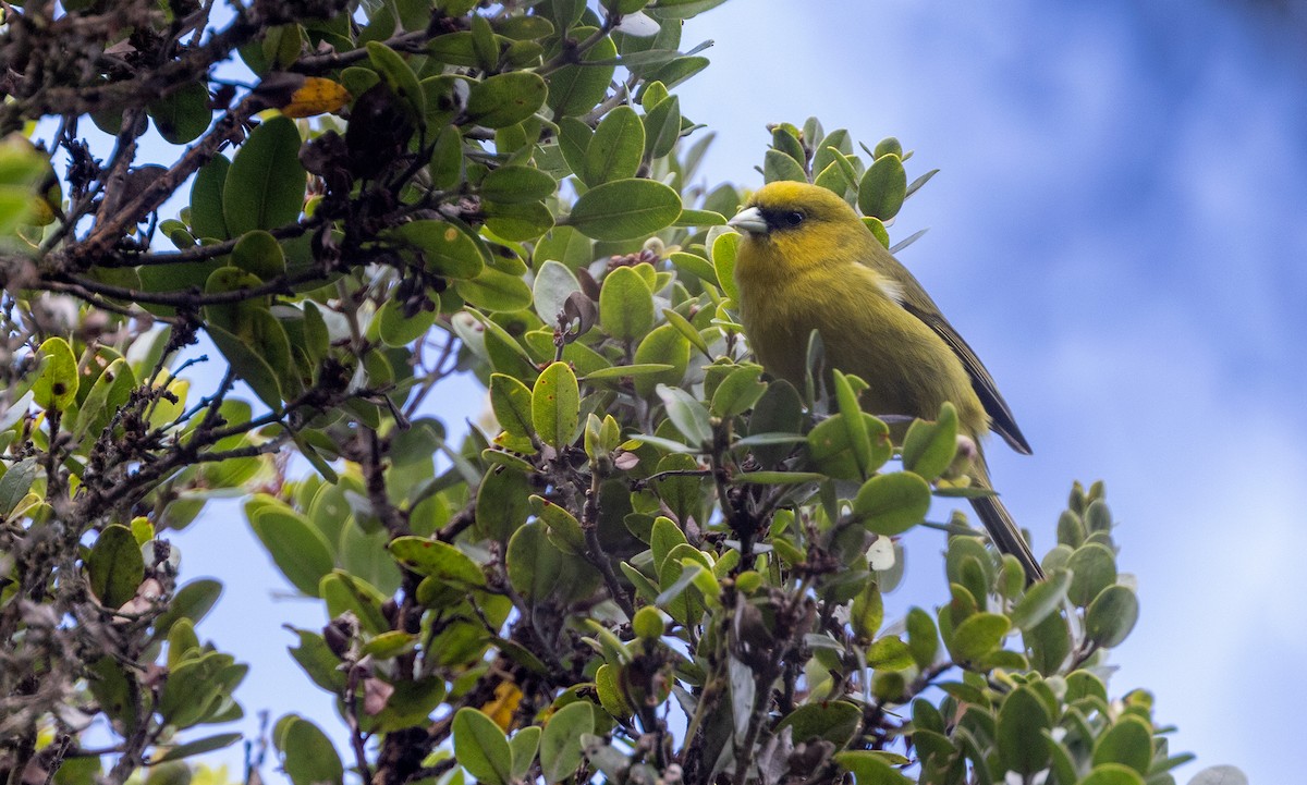Kauai-Akepakleidervogel - ML528226481