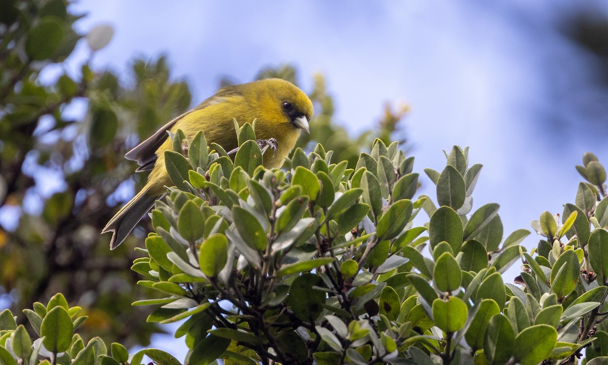 Kauai-Akepakleidervogel - ML528226491