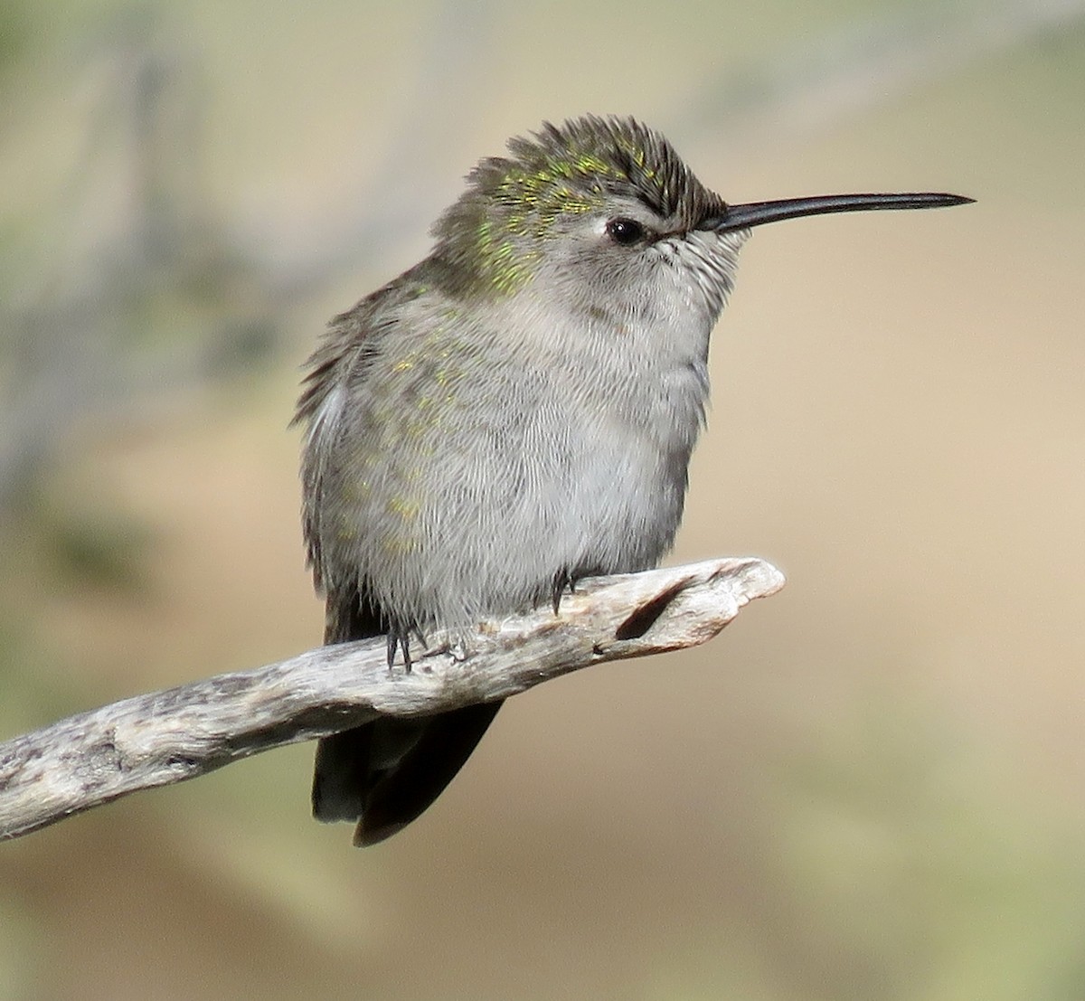 Costa's Hummingbird - ML528227681