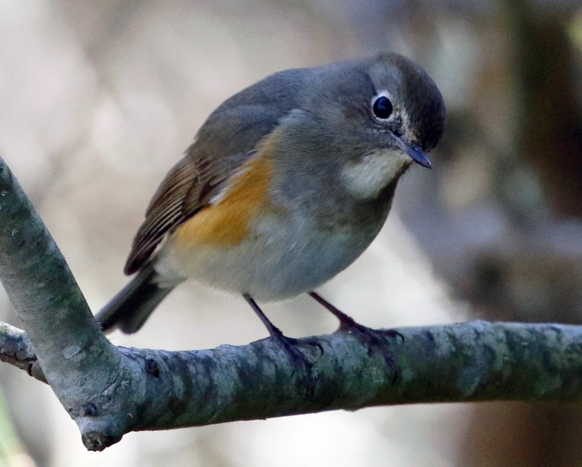 Red-flanked Bluetail - ML528228261