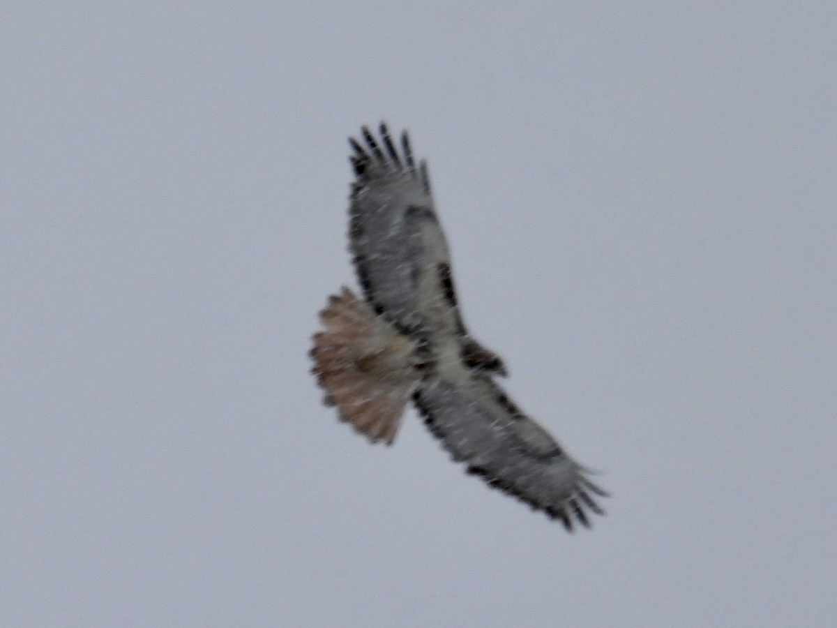 Red-tailed Hawk (abieticola) - ML528231671
