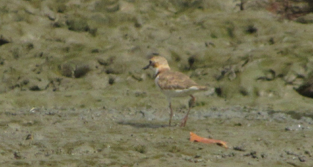 Collared Plover - ML528231921
