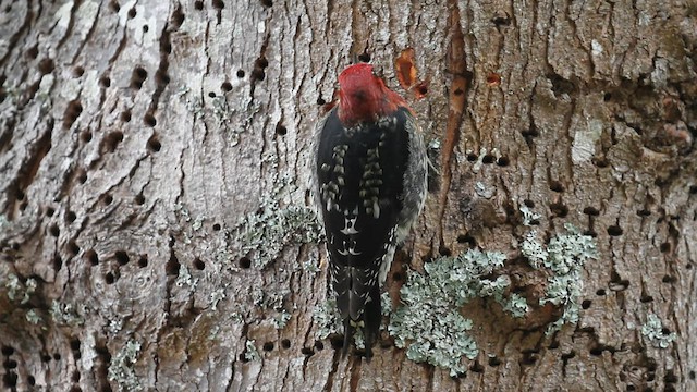Red-breasted Sapsucker - ML528232091