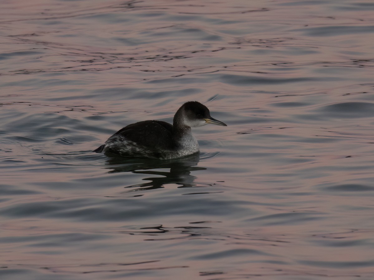 Red-necked Grebe - ML528232171