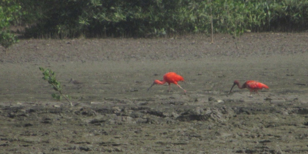 ibis rudý - ML528233201