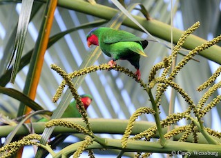  - Blue-crowned Lorikeet