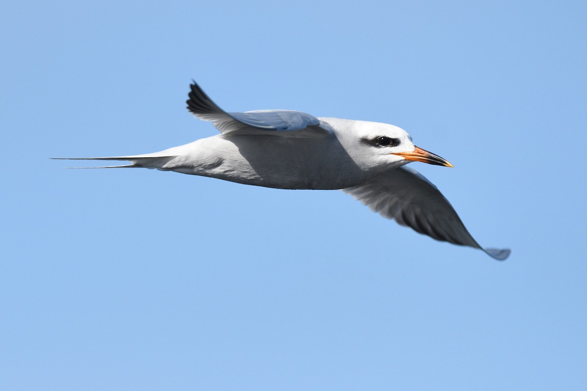 Snowy-crowned Tern - Rich Lindie Birding Tours
