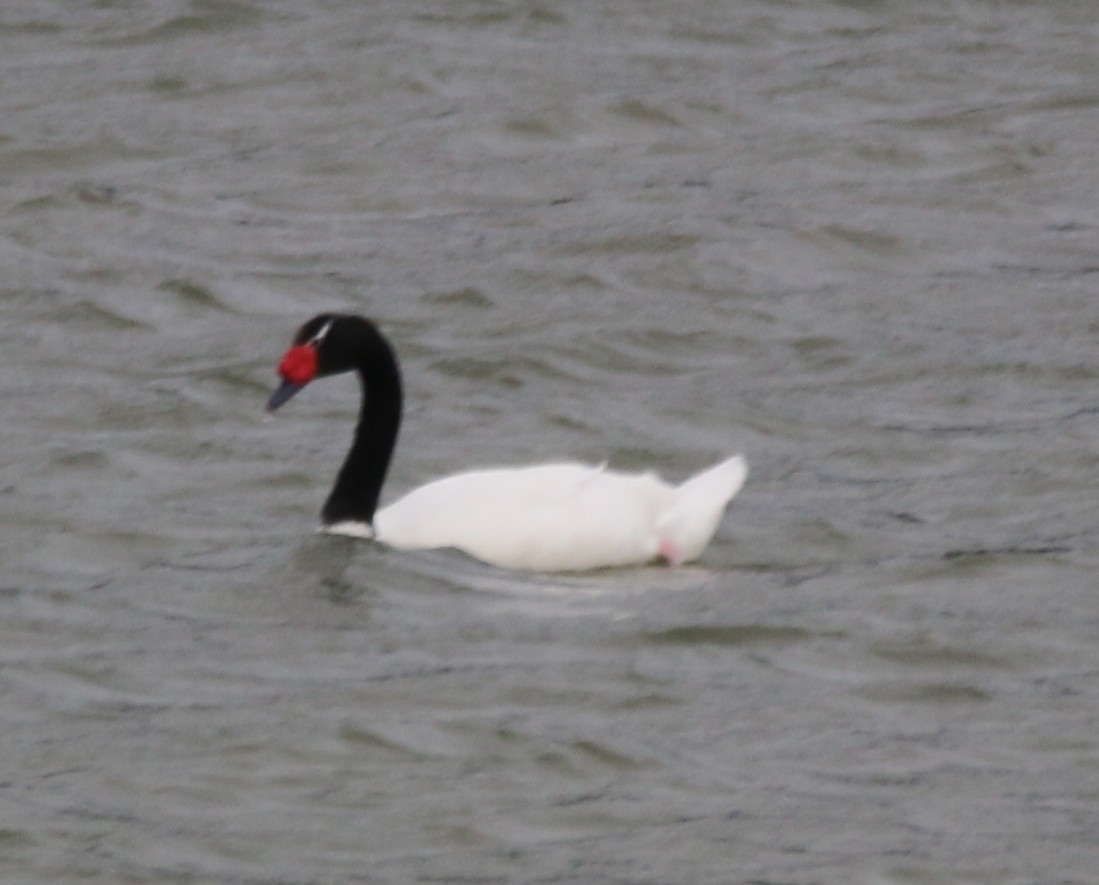 Black-necked Swan - ML528244561