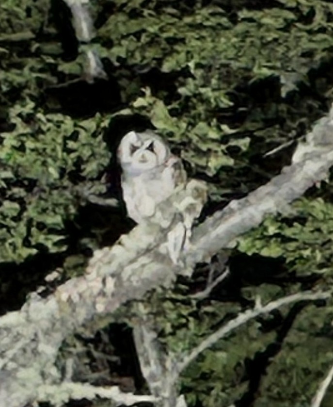 Rufous-legged Owl - ML528245651
