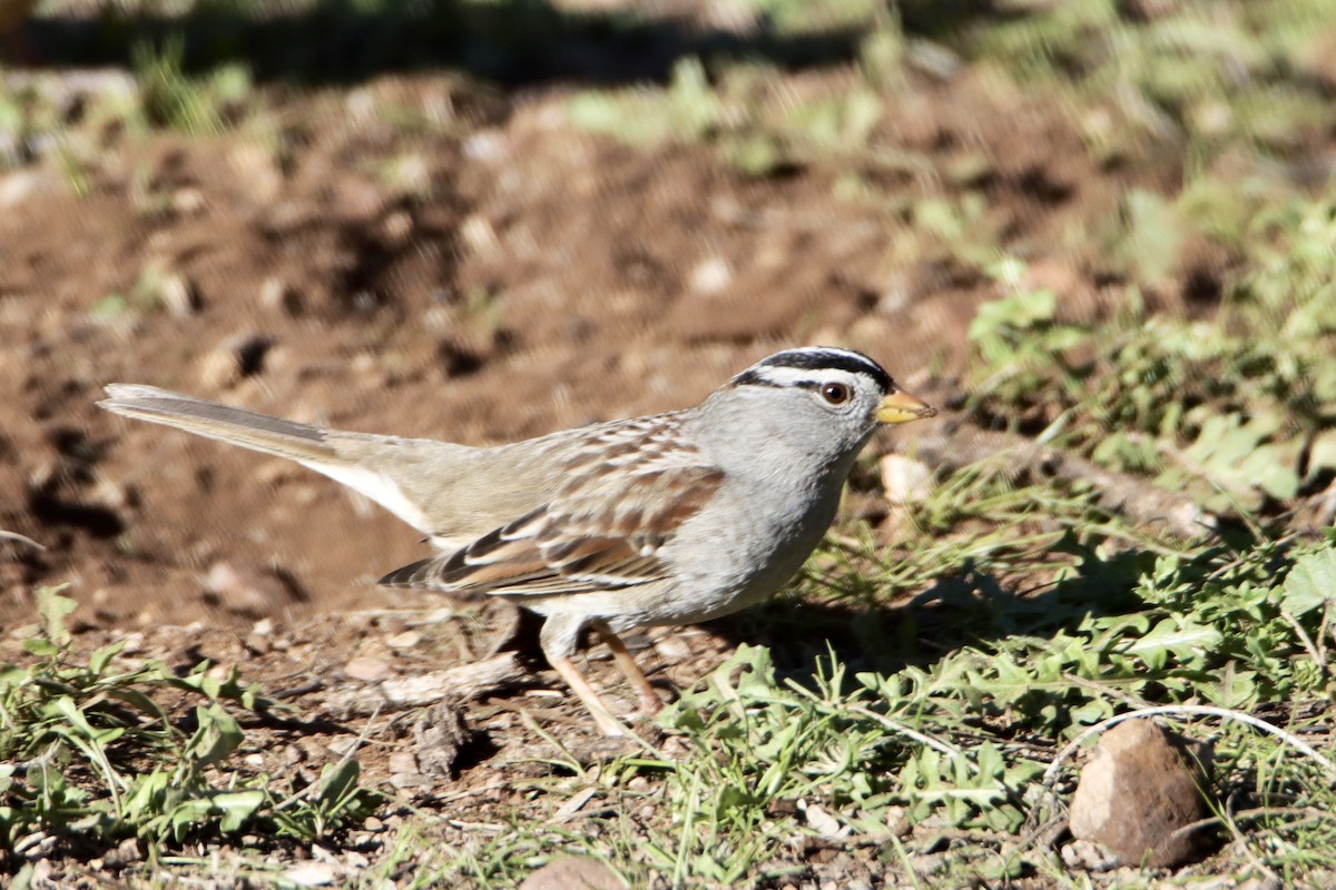 White-crowned Sparrow - ML528247081