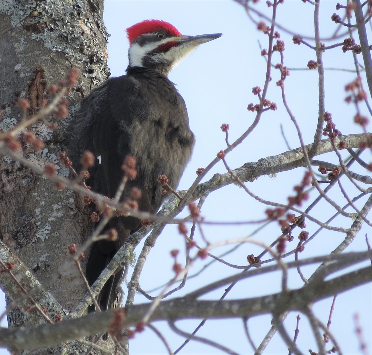 Maine eBird Checklist 25 Jan 2023 429 Elm St, Brewer USME (44.7651