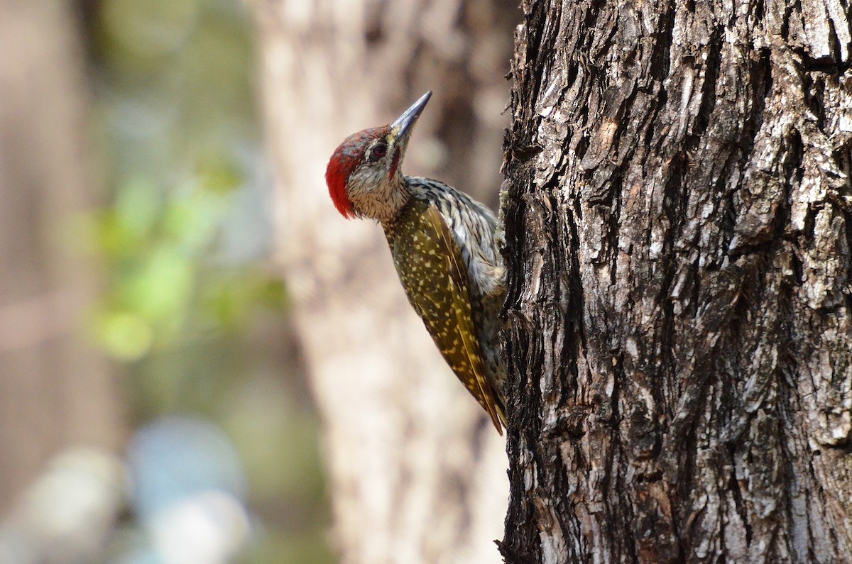Golden-tailed Woodpecker - Terence Alexander