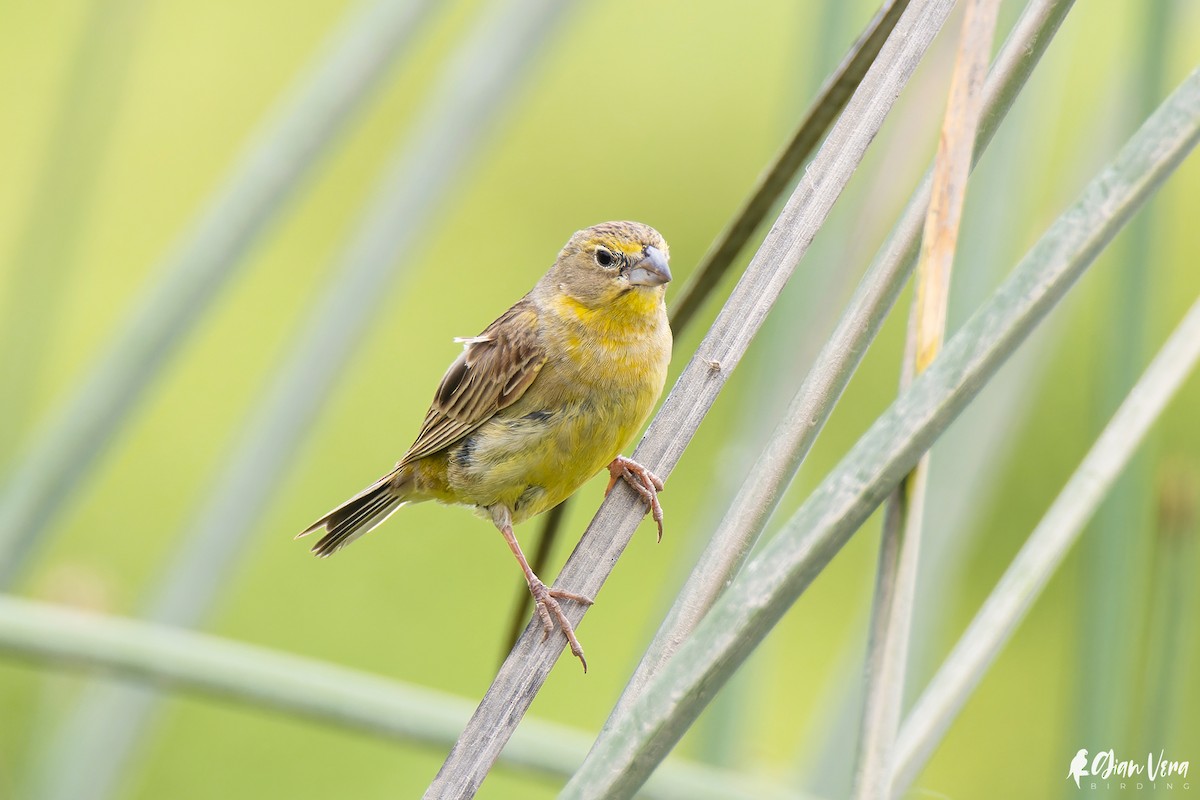 Grassland Yellow-Finch - ML528252881