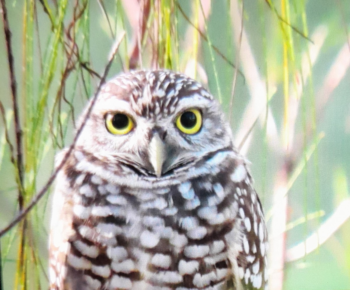 Burrowing Owl - ML528253881