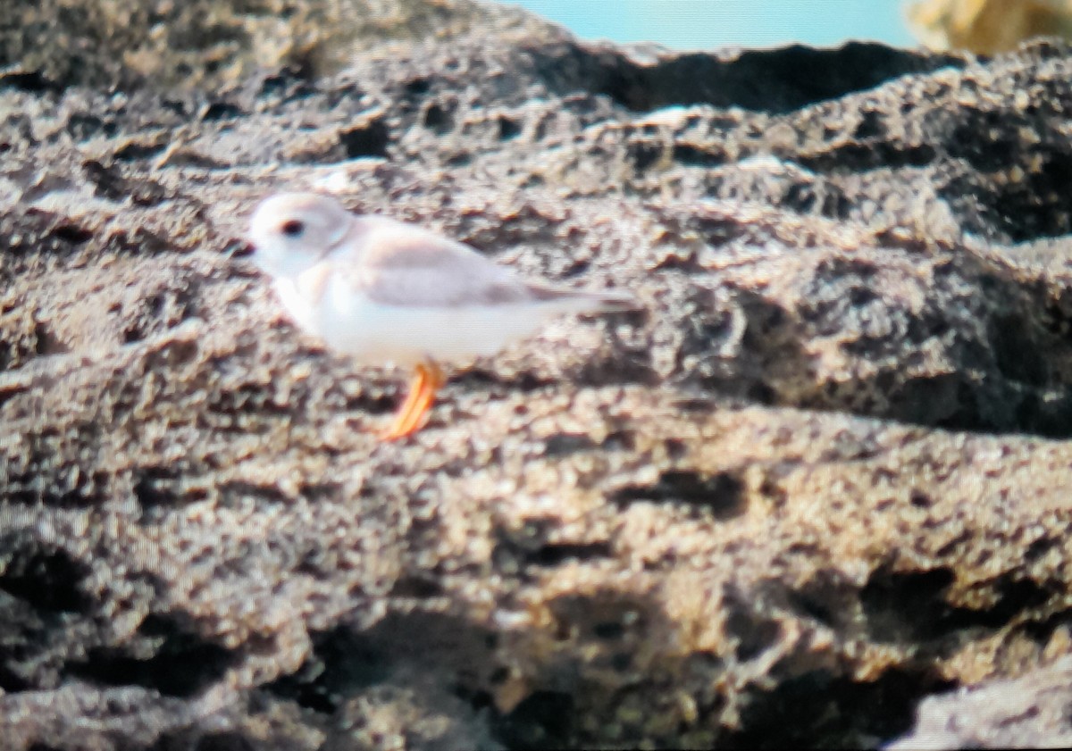 Piping Plover - ML528254881
