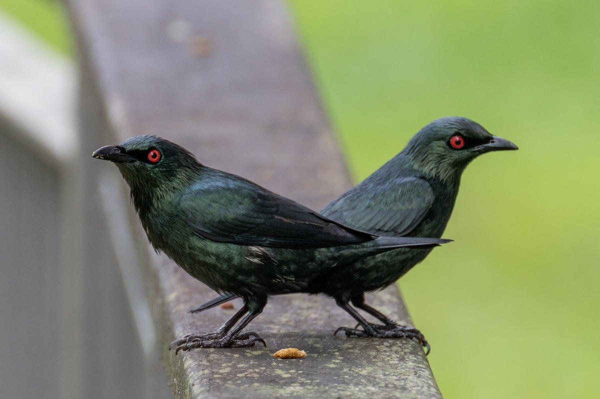 Asian Glossy Starling - ML528255631