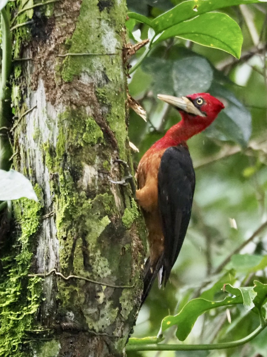 Red-necked Woodpecker - ML528257371